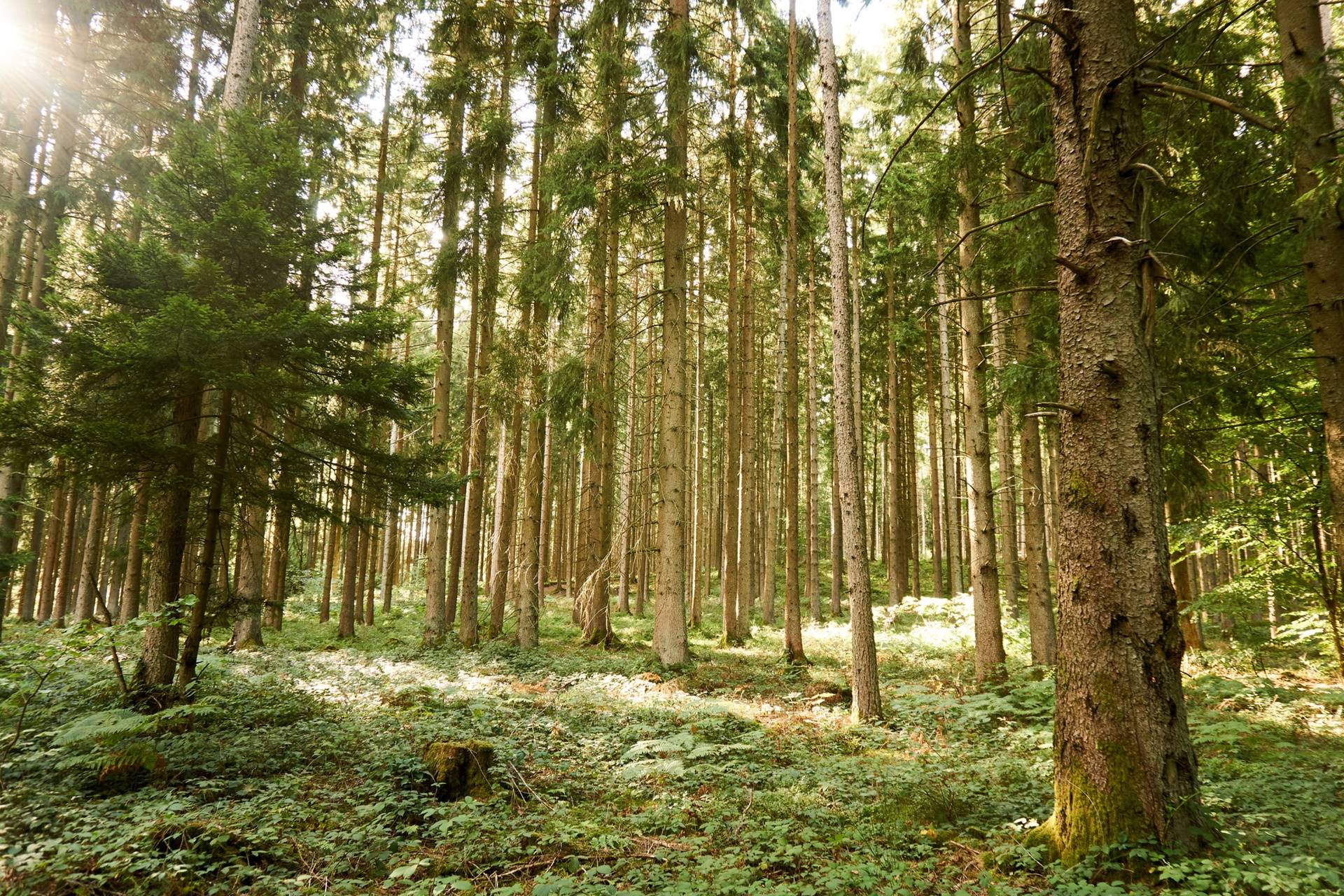 Kaisertischlerei - Tischlermeister Franz Kaiser 